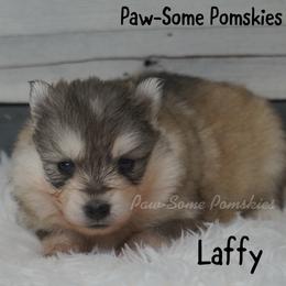 Laffy - Silver female Pomsky puppy in Krum, Texas from Paw-Some Pomskies