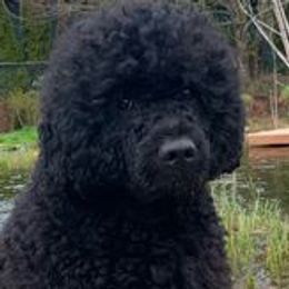 Maddux - Portuguese Water Dog