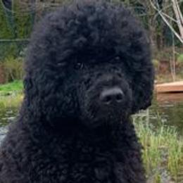 Maddux - Portuguese Water Dog