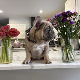 French Bulldog Puppies from Top Billin' Frenchies, LLC