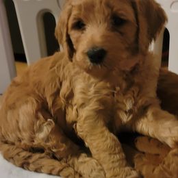 Goldendoodle Puppies from Kimber's Doodles