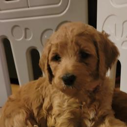 Goldendoodle Puppies from Kimber's Doodles