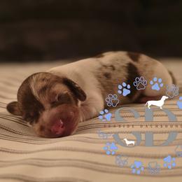 Liberty - Dapple male Dachshund puppy in Ocala, Florida from Seaside Dachshunds