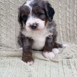 Bernedoodle, Cavapoo, and Goldendoodle Puppies from Royal doodles of Florida