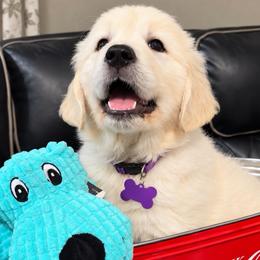 Dutches - Light golden female Golden Retriever puppy in Fresno, California from Warwick’s Central California Goldens