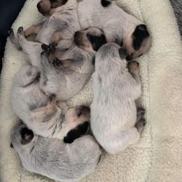 Australian Cattle Dog Puppies from LoveAHeeler