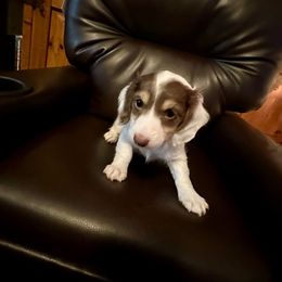 Boy 1 - Chocolate and cream Dachshund puppy in Waco, Texas from Kairos Meadows Kennel AKC