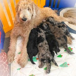 Goldendoodle Puppies from Texas Bella Doodles