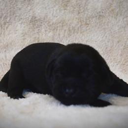 Labrador Retriever Puppies from R Little Retrievers