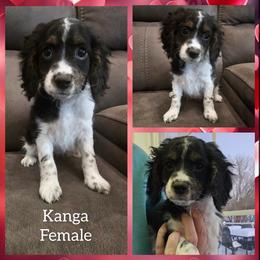 Kanga - Black white and tan female Cockapoo puppy in Zanesville, Ohio from Oodles of Doodles & Poos
