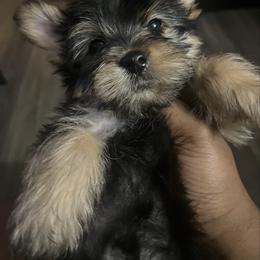 Molly - Black and tan female Yorkshire Terrier puppy in Gastonia, North Carolina from Dynasty Kennel