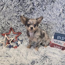 High Roller - Blue merle male Chihuahua puppy in Bowdon, Georgia from Paschal's Pups