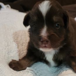 Crimson - Red tri Miniature Australian Shepherd puppy in Kansas City, Missouri from Kinsley's Cuties & SouthPaw Creations