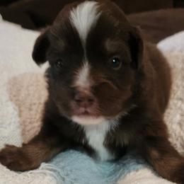 Crimson - Red tri Miniature Australian Shepherd puppy in Kansas City, Missouri from Kinsley's Cuties & SouthPaw Creations