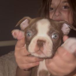 Gump - Red male Boston Terrier puppy in Warwick, Rhode Island from Mad Bossies