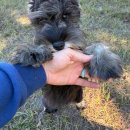 Zeke - Miniature Schnauzer