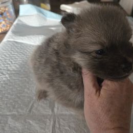 Puppy 3 - Black and brindle female Pomeranian puppy in Prattville, Alabama from Hall's Precious Babies