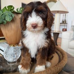 Blue boy - Tri-color male Bernedoodle puppy in Modesto, California from Two Doods Doodles
