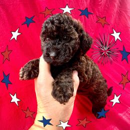 Jersey - Black and tan female Assorted Doodle Crosses puppy in Coal City, Indiana from Angel Blue Dogs