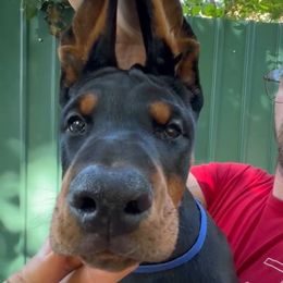 Blue Collar Girl - Black and rust female Doberman Pinscher puppy in Stow, Ohio from Imperium Dobermann Kennel