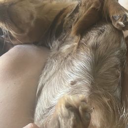 Dachshunds from New age doxies