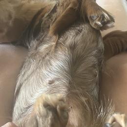 Dachshunds from New age doxies