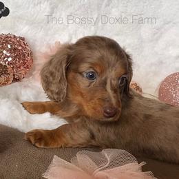 Dachshund and Miniature Schnauzer Puppies from The Bossy Doxie Farm