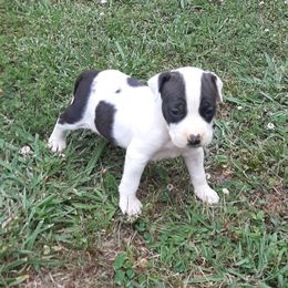 American Staffordshire Terrier and French Bulldog Puppies from Cicero Kennels