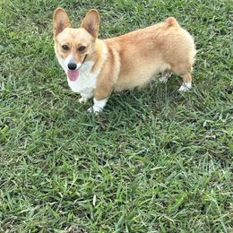 Fancy - Pembroke Welsh Corgi