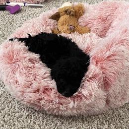 Cavapoo, Cockapoo, Goldendoodle, and Maltipoo Puppies from Perdue Puppies