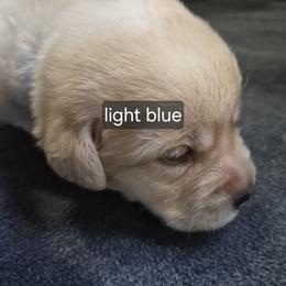 Kobuk Light Blue Collar - Yellow male Labrador Retriever puppy in Greenwich, Ohio from Pure Gem Kennel