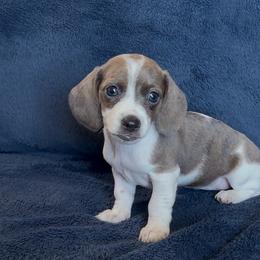 Rain - Brindle female Dachshund puppy in Escalon, California from Dashing Dachshunds RF
