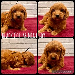 Black Collar Boy - Red  male Goldendoodle puppy in San Augustine, Texas from Vintage Doodles