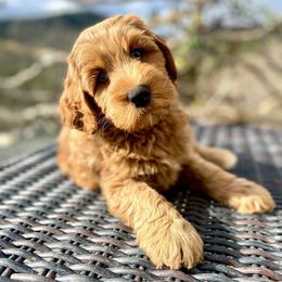 Australian Labradoodle Puppies from Lake Bay Labradoodles