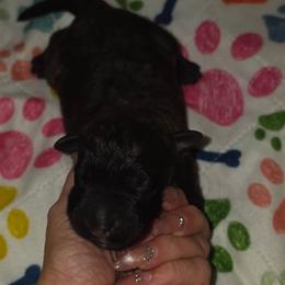 Girl 3 - Black and brindle female Bouvier des Flandres puppy in Marionville, Missouri from Sandbox Puppies