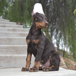 Doberman Pinscher Puppies from Obsidian Kennels