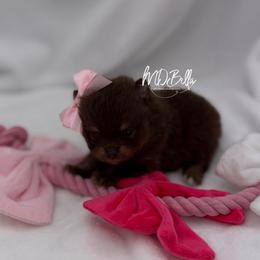 Twinkle AKC - Chocolate and tan female Pomeranian puppy in Houston, Texas from MD Bella Pomeranian