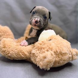 Blue Collar Female - Blue female American Pit Bull Terrier puppy in Pensacola, Florida from Alpha Alliance Kennels