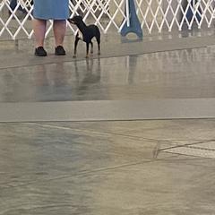 American Hairless Terrier All Grown Up from Ruckus American Hairless Terriers