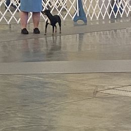 American Hairless Terrier All Grown Up from Ruckus American Hairless Terriers