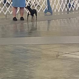 American Hairless Terrier All Grown Up from Ruckus American Hairless Terriers
