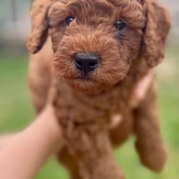 Cavapoo Puppies from The Doodle Den