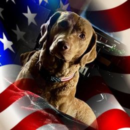 Frankie  - Chesapeake Bay Retriever