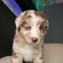 Australian Shepherd Puppies from Kiki's Aussies
