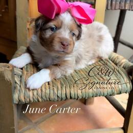 June Carter - Red merle female Toy Australian Shepherd puppy in Kenedy, Texas from C&W Signature Canine Co.