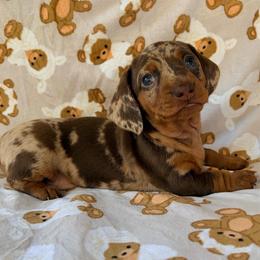 Girl 2 - Dapple female Dachshund puppy in Saylorsburg, Pennsylvania from Alex's Dachshunds