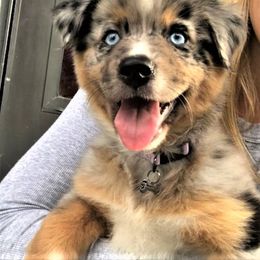 Miniature American Shepherd Puppies from Eagles Landing Miniature American Shepherds
