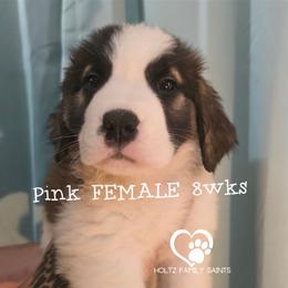 Pink collar FEMALE - White and brown female Saint Bernard puppy in Kaukauna, Wisconsin from Holtz Family Saints