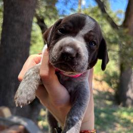 Paprika - hot pink collar - Liver roan female German Shorthaired Pointer puppy in Mokelumne Hill, California from Underhill GSP