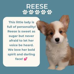 Reese - Sable female American Corgi puppy in Clarksville, Tennessee from Cold Creek Family Farm LLC